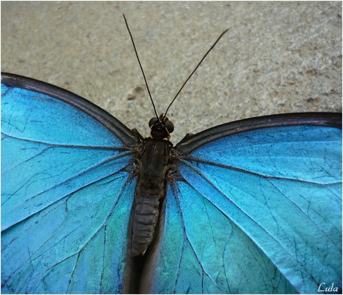 morpho bleu, morpho helenor