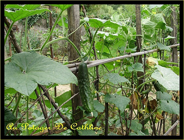 cornichons-palisses.jpg