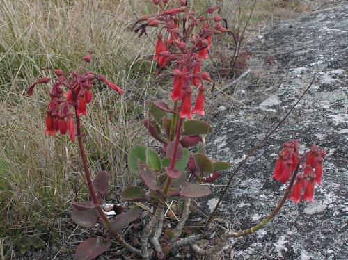 Fleurs cultivées : kalanchoe