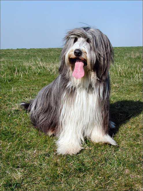 Bearded collie