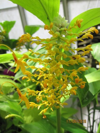  Globba schomburgkii (dancing lady ginger)