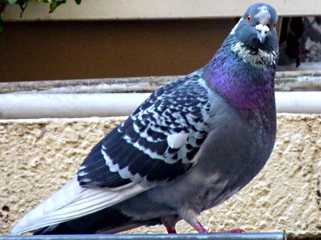 Pigeons de Metz Marc de Metz 2011