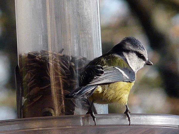 Mesange bleue-2009-12-30-02