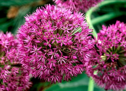 Allium ail d'ornement Fleurs étoiles roses (Ooreka)