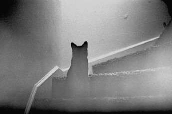 Mr. Jeeves : Le chat fantôme de Monsieur Augustine - PREUVES DU PARANORMAL