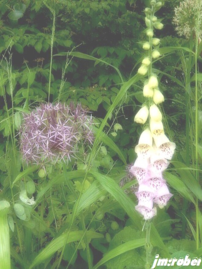 Un après-midi de visite au Jardin, un peu chez les autres (2/2)