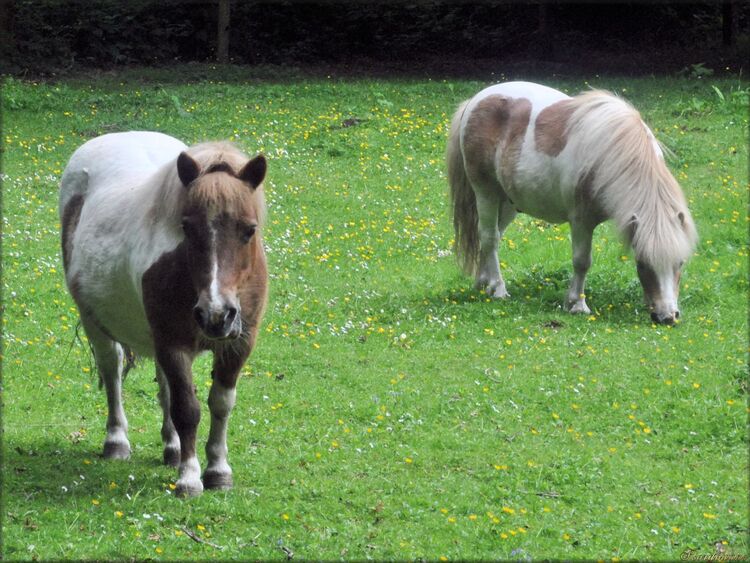 Photo de poney Shetland du domaine de Menez Meur