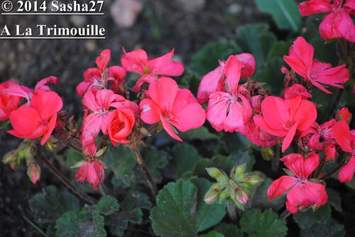 A la Trimouille- Fleurs du Jardin.