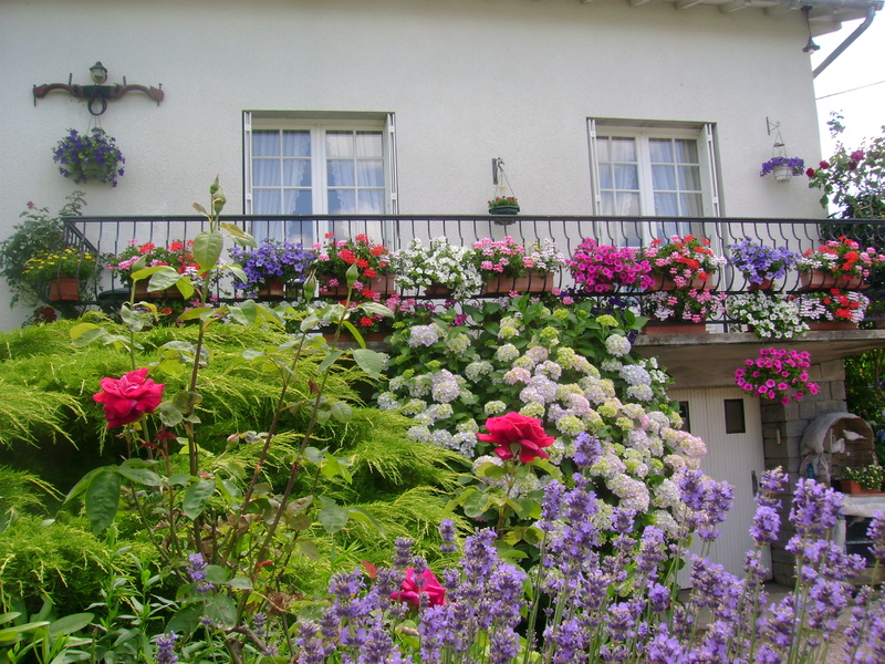 MON JARDIN DE FLEURS EN JUILLET .