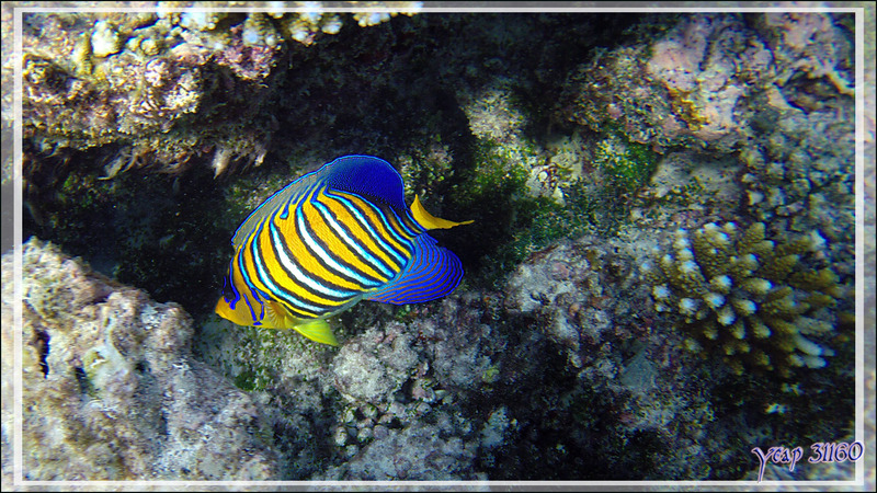 Poisson-ange royal ou Holacanthe duc, Royal angelfish (Pygoplites diacanthus) - Snorkeling à Thudufushi - Atoll d'Ari - Maldives