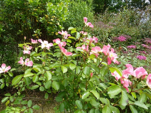 Mon jardin en mai - les rosiers.