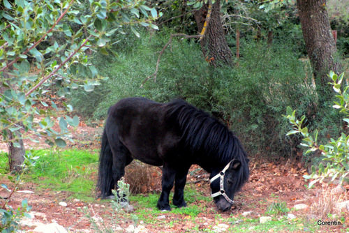 Le poney noir