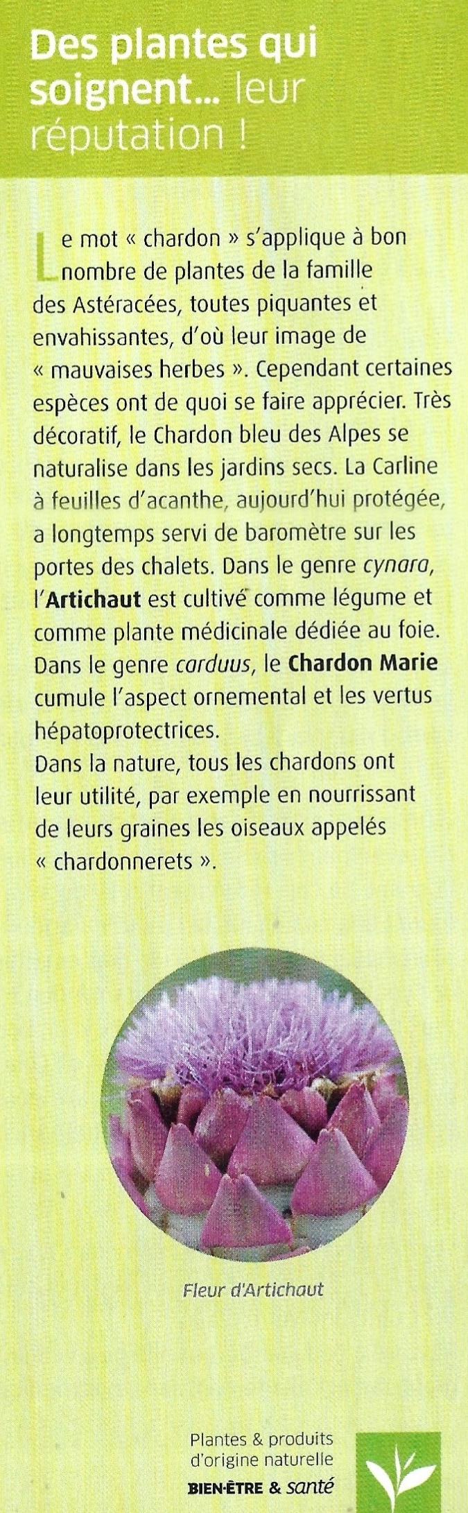 Le Chardon Marie 