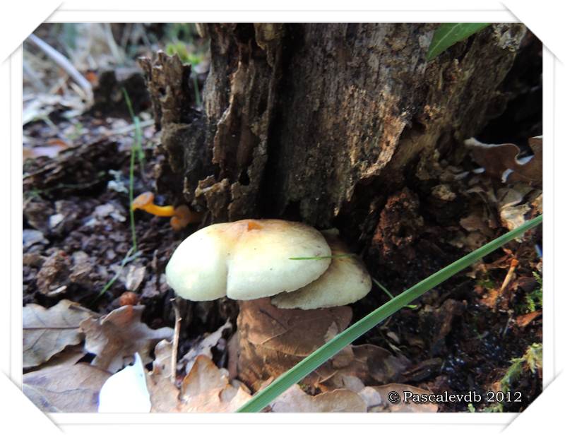 Cueillette de champignons sur la route de Lacanau - 4/4