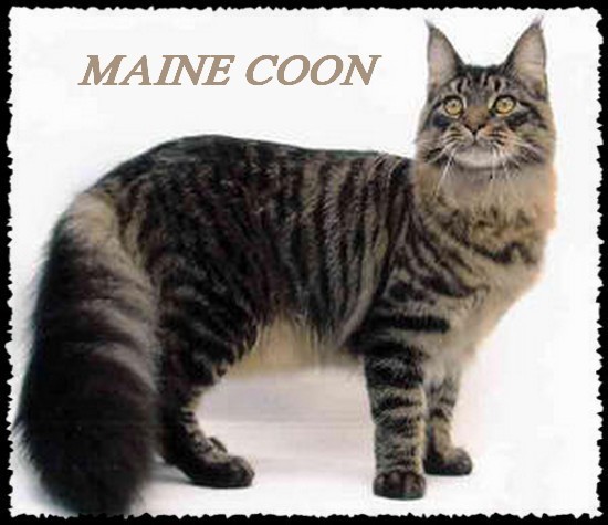 maine coon