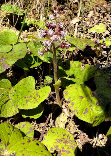 Petasites pyrenaicus - Petasites fragrans