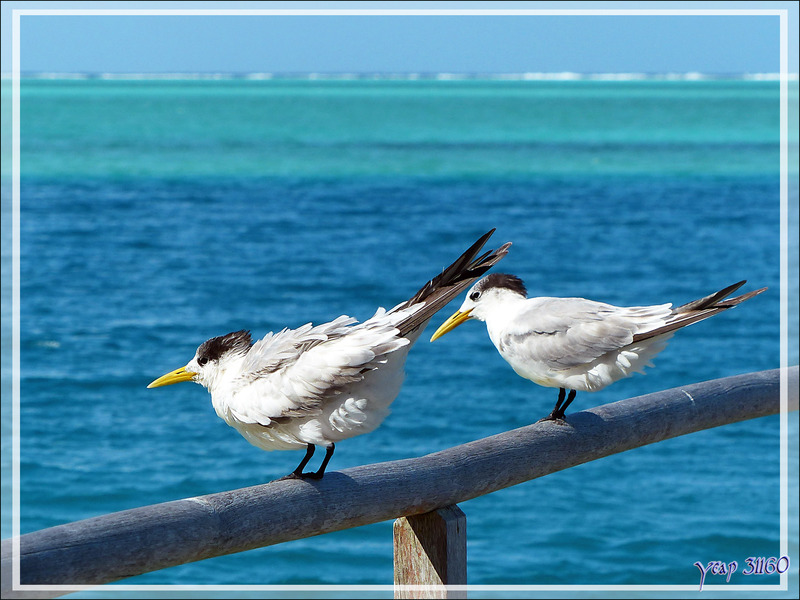 Sterne huppée, Greater Crested Tern (Thalasseus bergii) - Baie d'Avea - Huahine - Polynésie française