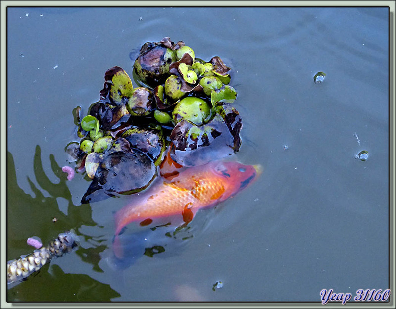 Ma "poissonne" rouge est en train de pondre. Pas de chance: 1 seule femelle sur 10 poissons!  (Faune)