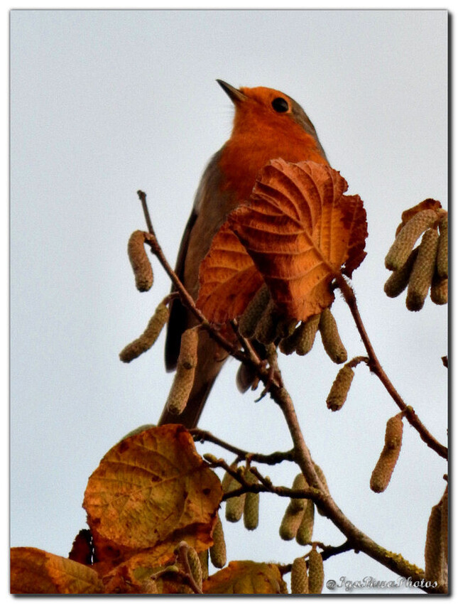 Oiseaux - Rouge-Gorge