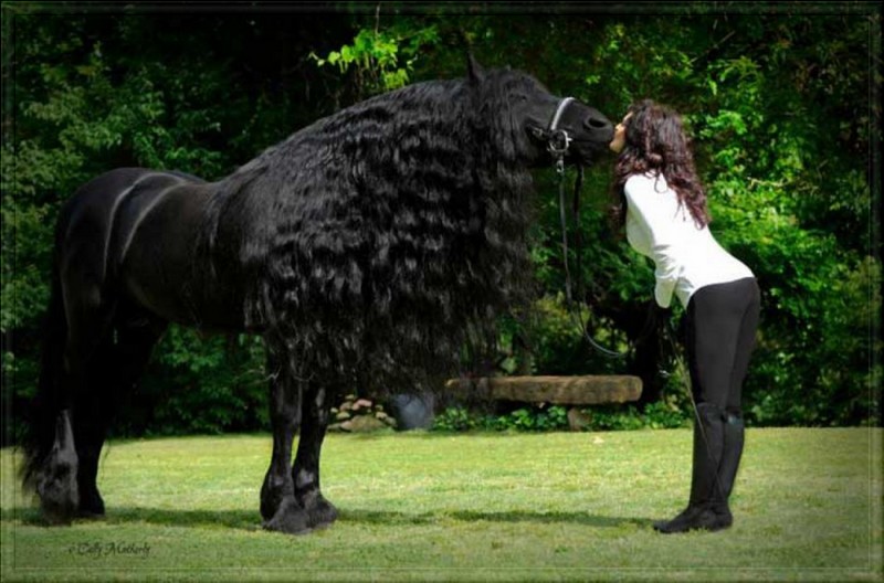 Le plus beau cheval du monde