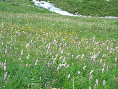 fleurs de montagne