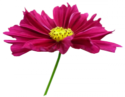 Tubes Fleurs - Divers