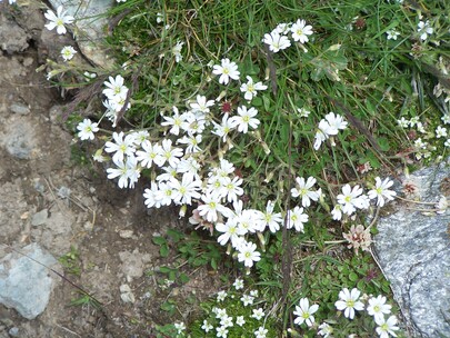 fleurs de montagne