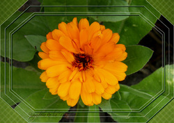 Calendula officinalis