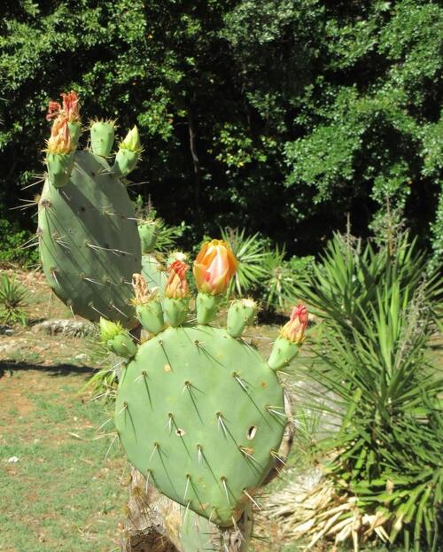 Le jardin botanique sur l’île de Lokrum