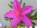 Identification par les fleurs !