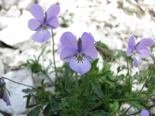 Violette, biscutelle, iberis… Ces fleurs de Normandie sont uniques au monde !