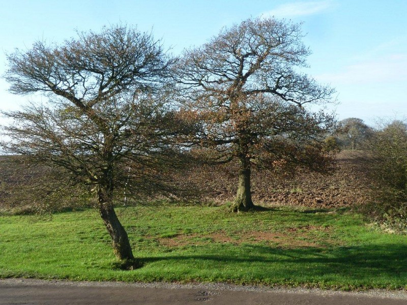 "Vie d'un arbre" ... 