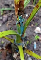 brahea edulis (à partir de la plantation...)