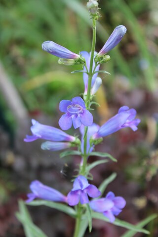 penstemon