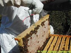 Septembre à la Cayolle : Fête du miel