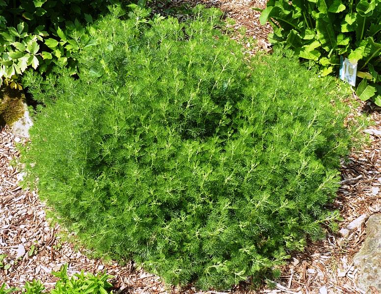 Aurone Artemisia abrotanum