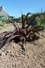 les eucomis