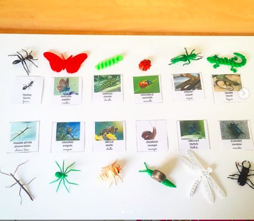Imagier les insectes et autres petites bêtes du jardin + Maison à insectes