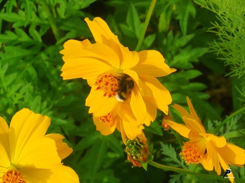 Hyménoptères "drogués" par le pollen