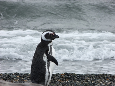 Visite aux pingouins