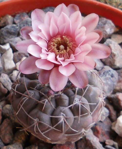 Fleurs cultivées : Gymnocalycium 