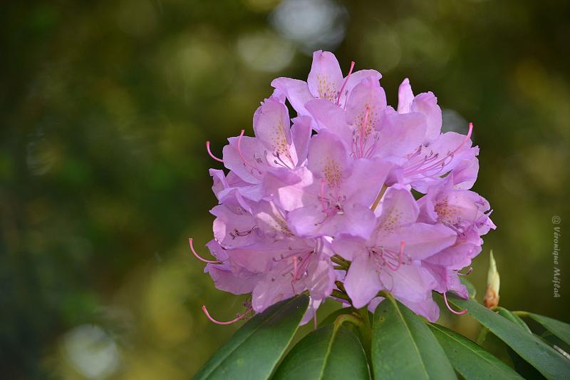 Rambouillet : Rhododendron ponticum