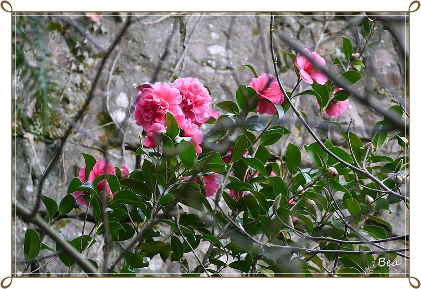 Envie de fleurs