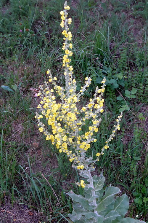 Des fleurs jaunes !