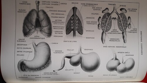 Anatomie : organes et circulation sanguine