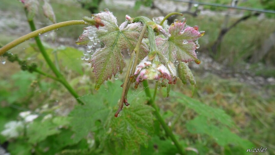    Fleurs des fossés vous êtes belles !