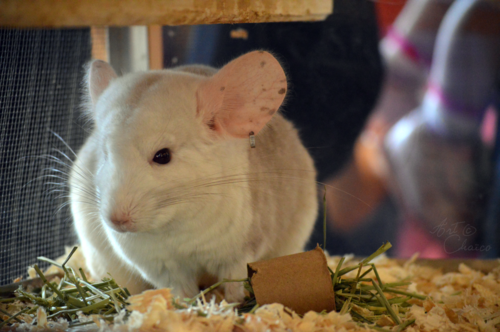 Salon des animaux exotiques avril 2016