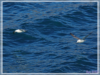 Fulmar boréal, Pétrel fulmar, Northern Fulmar (Fulmarus glacialis) - Navigation entre Karrat Island et Illulissat - Upernivik Island - Groenland