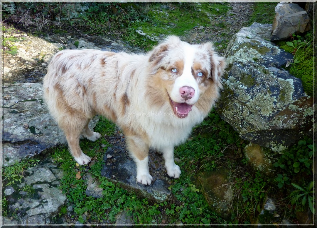 Rencontre d'un chien dans le maquis corse 21-1-2014