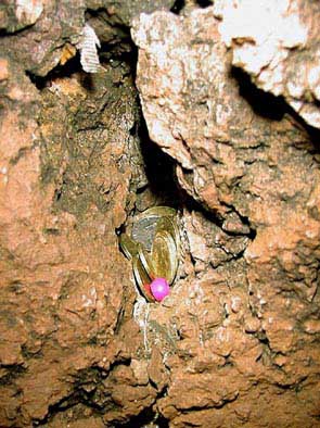 Bidarray, la grotte du Saint qui sue (Arpeko Saindua)